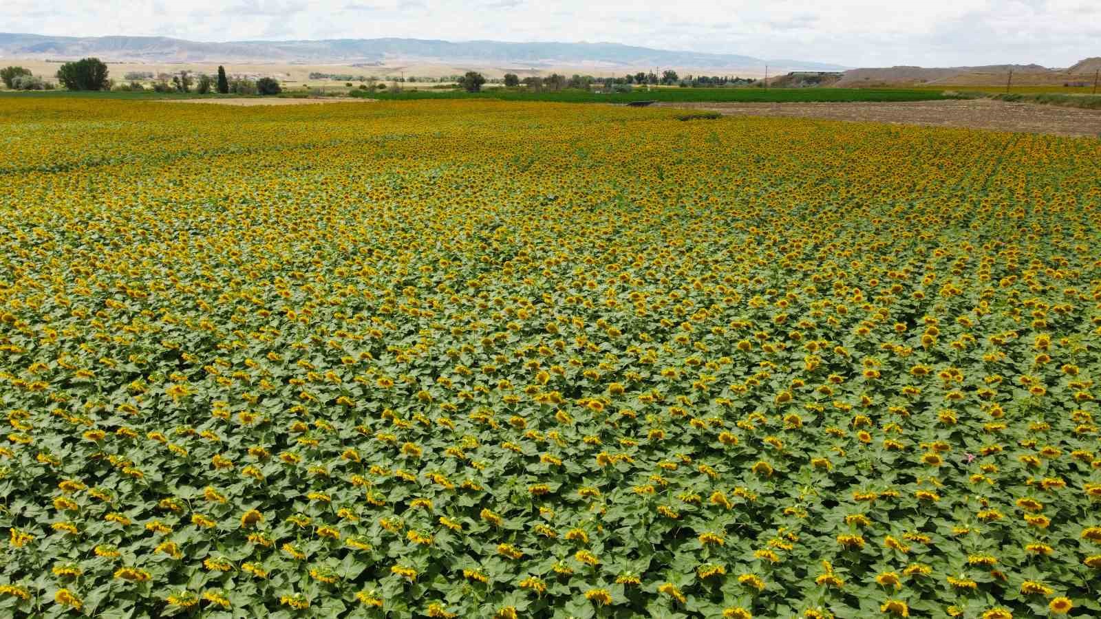DRONLA GÖRÜNTÜLENEN AYÇİÇEĞİ TARLALARI GÖRSEL ŞÖLEN SUNDU