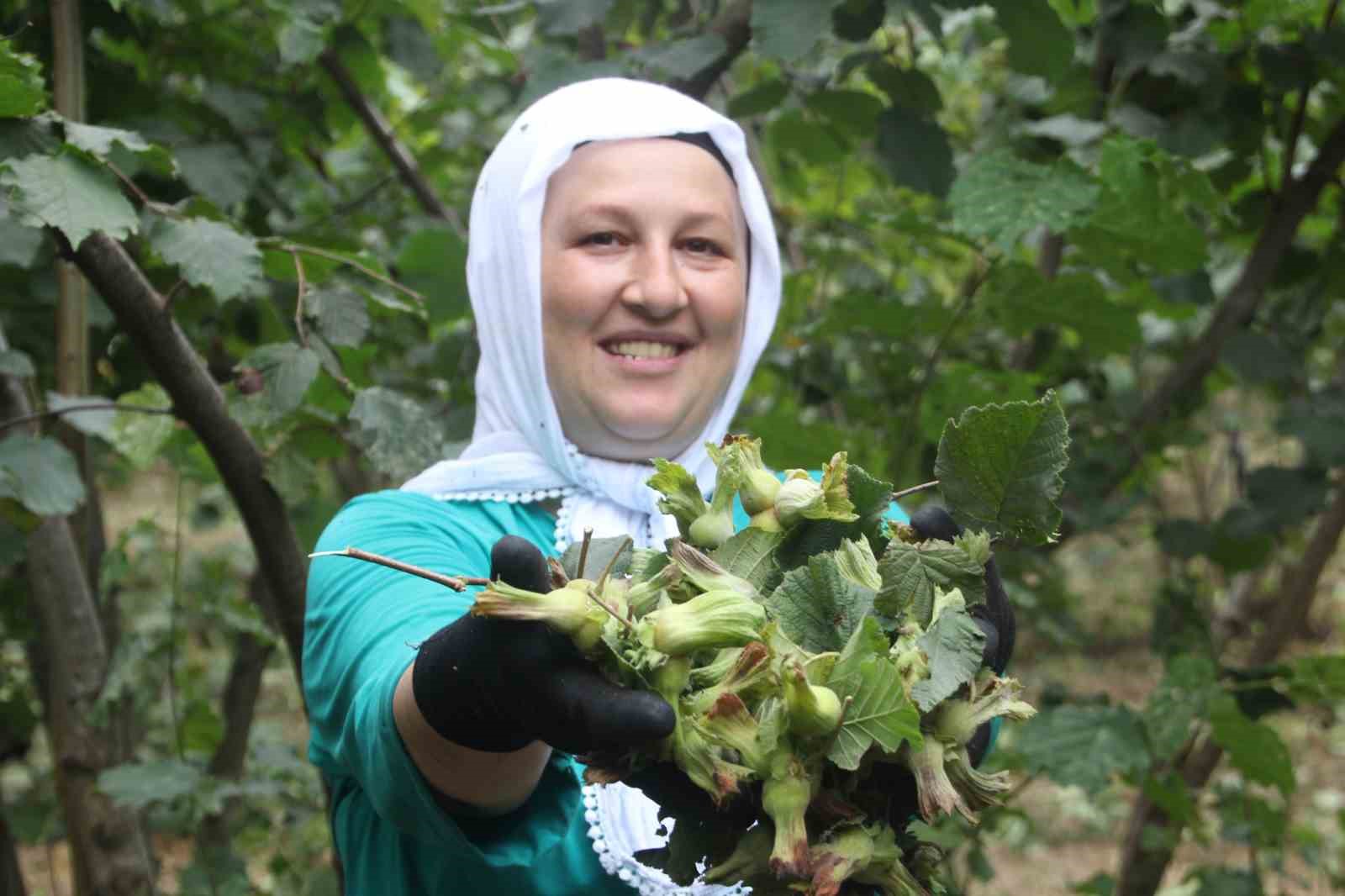 ‘YEŞİL ALTIN’ FINDIKTA İLK HASAT BAŞLADI