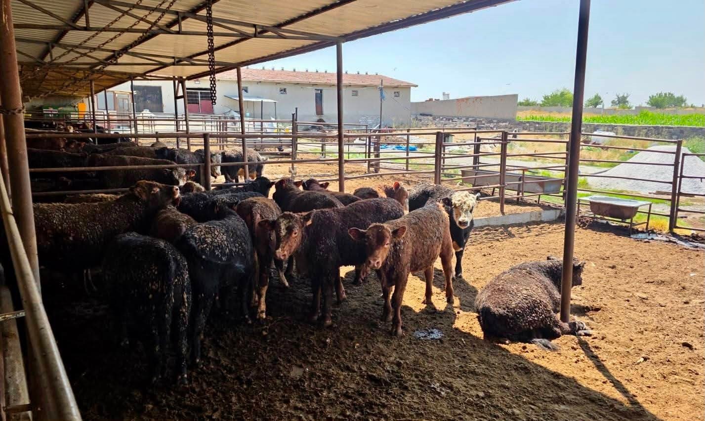BESİLİK SIĞIRLARA YÖNELİK KONTROL VE DENETİMLER SÜRÜYOR