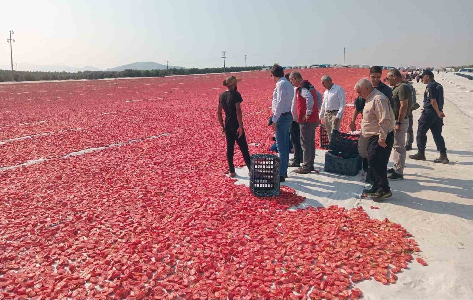 SARUHANLI’DA 1.500 TON KURU DOMATES İHRAÇ EDİLİYOR