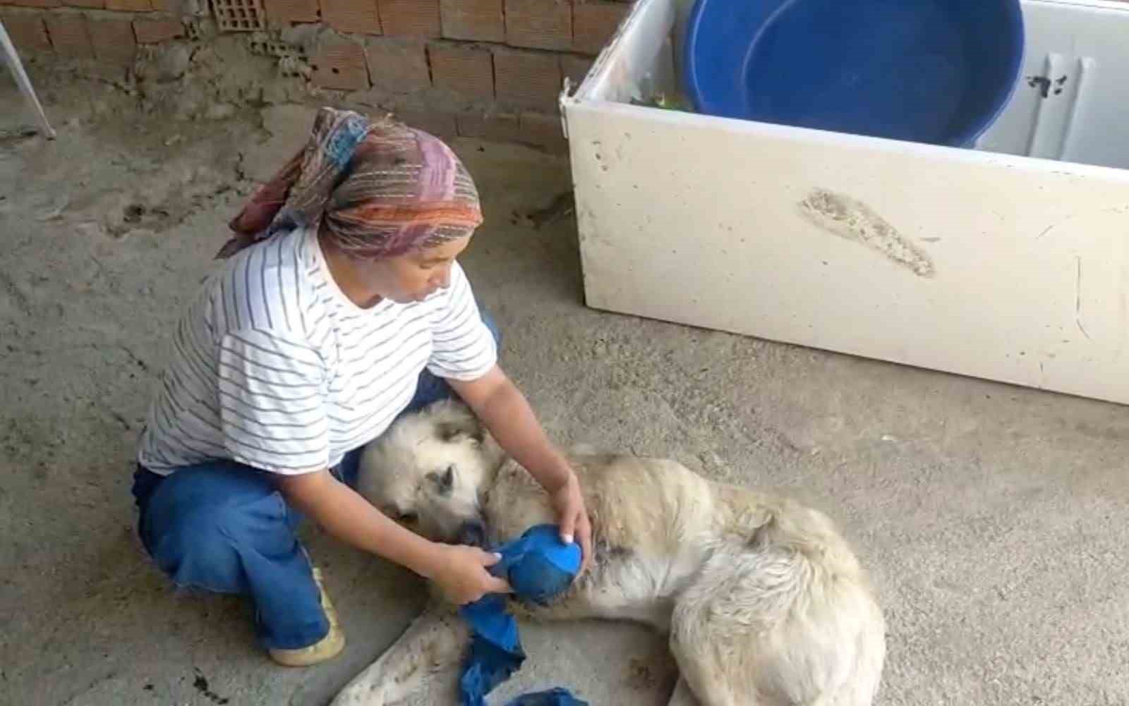 ÇOBAN KÖPEĞİNİ TÜFEKLE VURUP SAKAT BIRAKTILAR