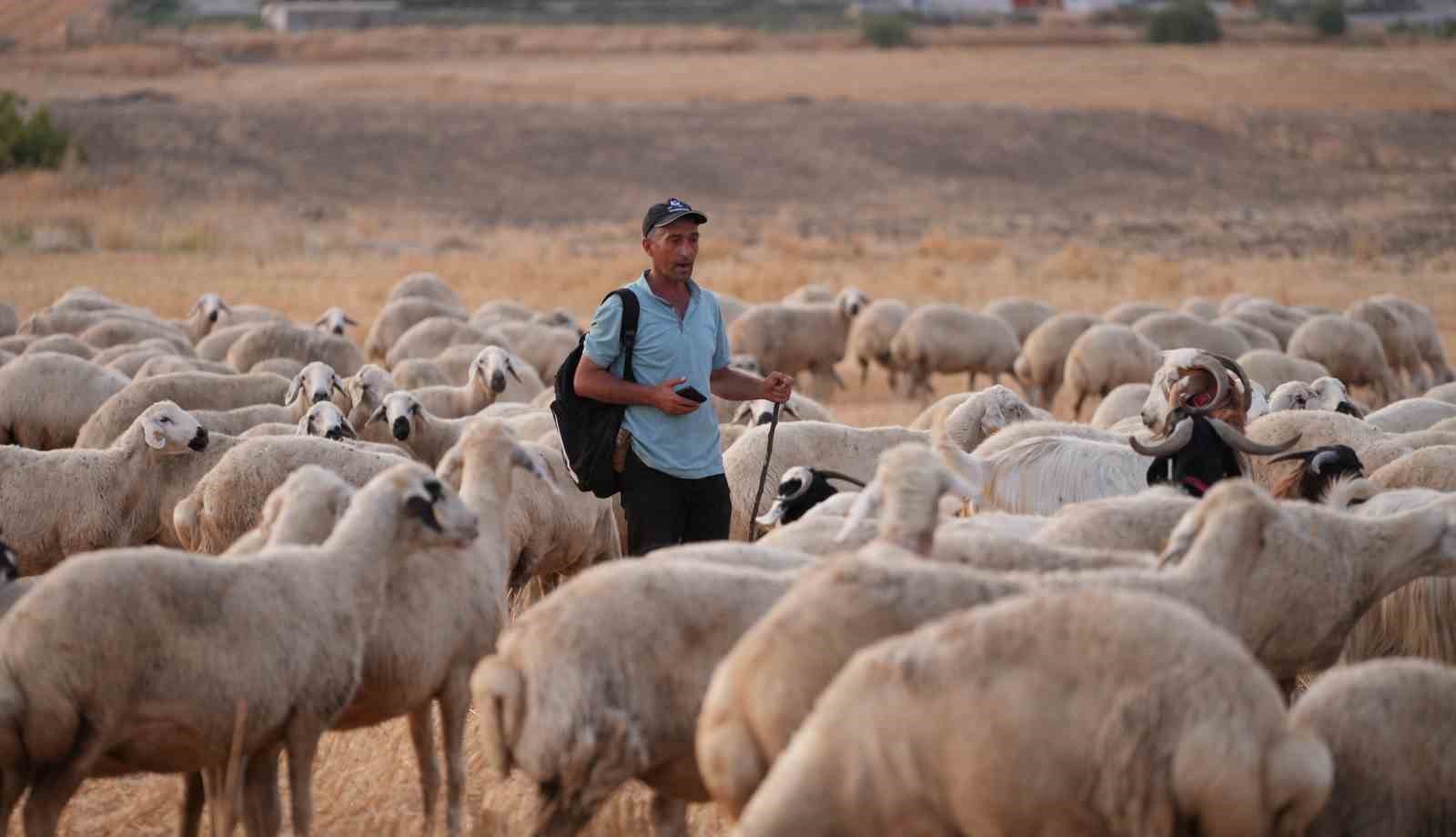 SÜRÜNÜN İÇİNDEN İHANET ÇIKTI: ÇOBANIN HIRSIZLARLA KURDUĞU PLANI JANDARMA DEŞİFRE ETTİ