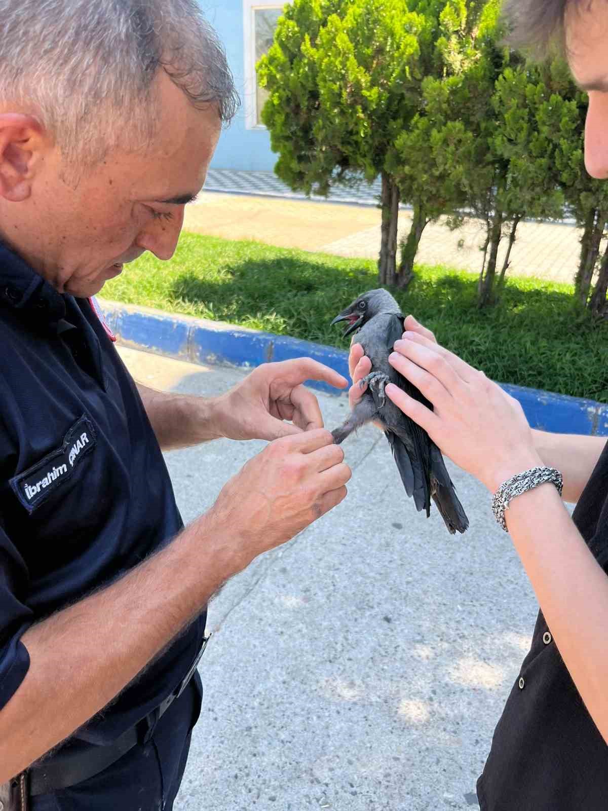 SUSURLUK’TA HALI SAHA FİLESİNE TAKILAN KARGA İTFAİYE EKİPLERİNCE KURTARILDI