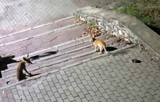 TİLKİ, KEDİ VE KİRPİ BULUŞMASI KAMERADA