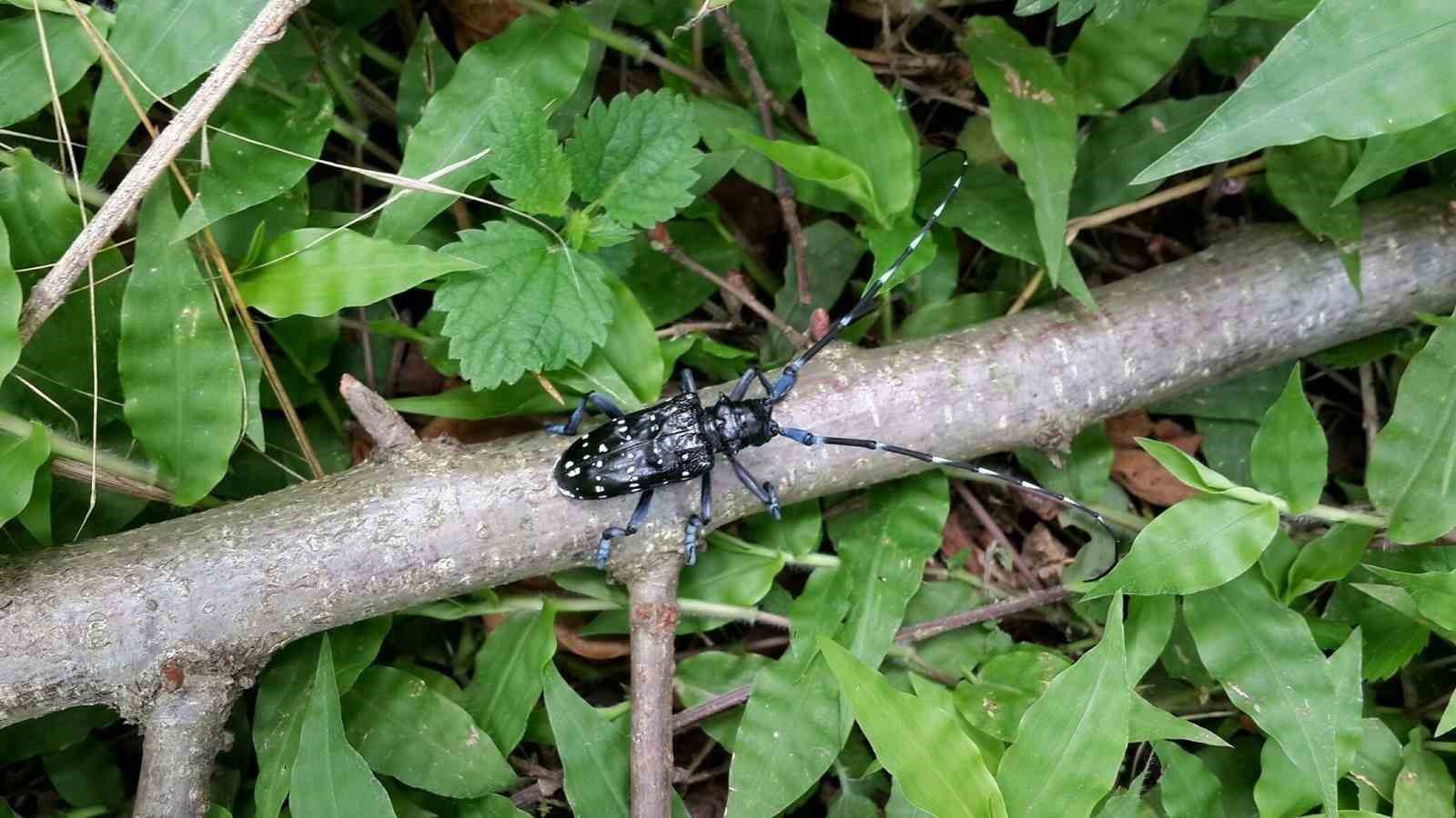 ’DRAKULA’ BÖCEĞİ KARADENİZ’DE YAYILIYOR