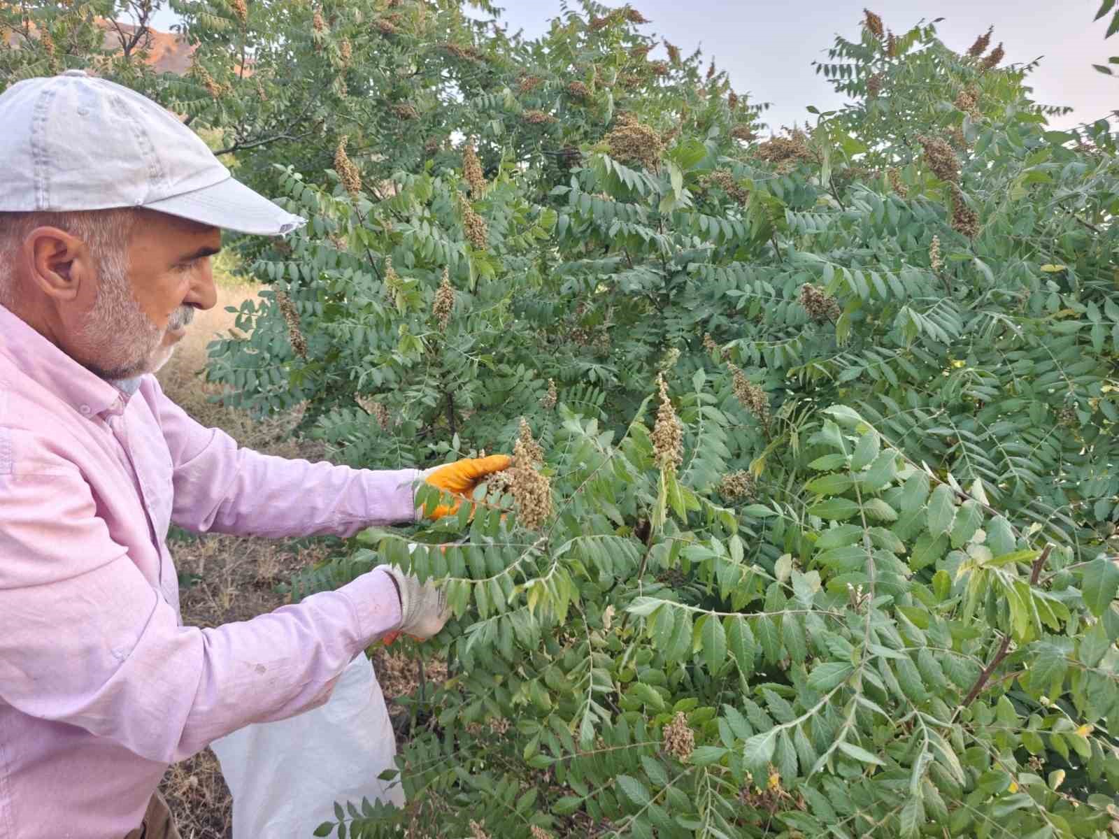 ELAZIĞ’DA KEBAPÇILARIN GÖZDESİ SUMAĞIN HASADI BAŞLADI