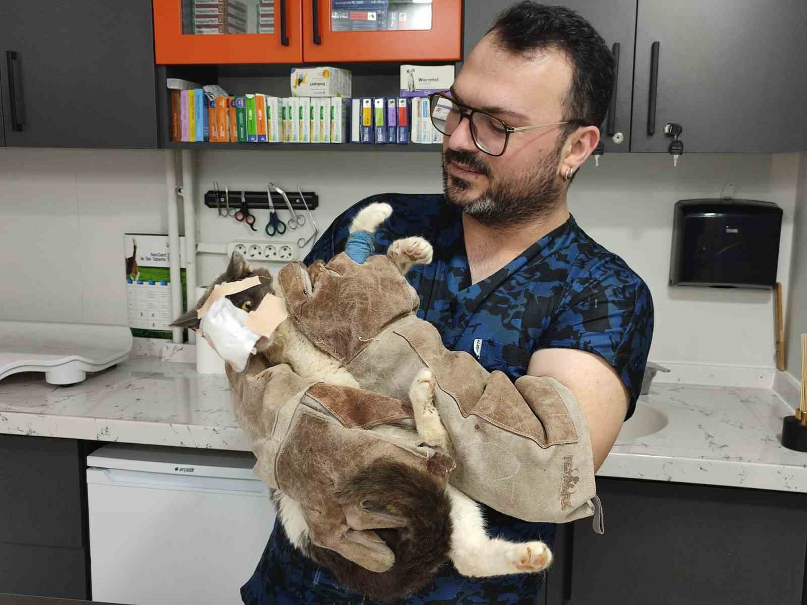 KEŞAN’DA YÜZÜNDEKİ TÜMÖR ALINAN KEDİNİN YÜZÜNE CANLI DERİ FLEBİ TAŞINDI
