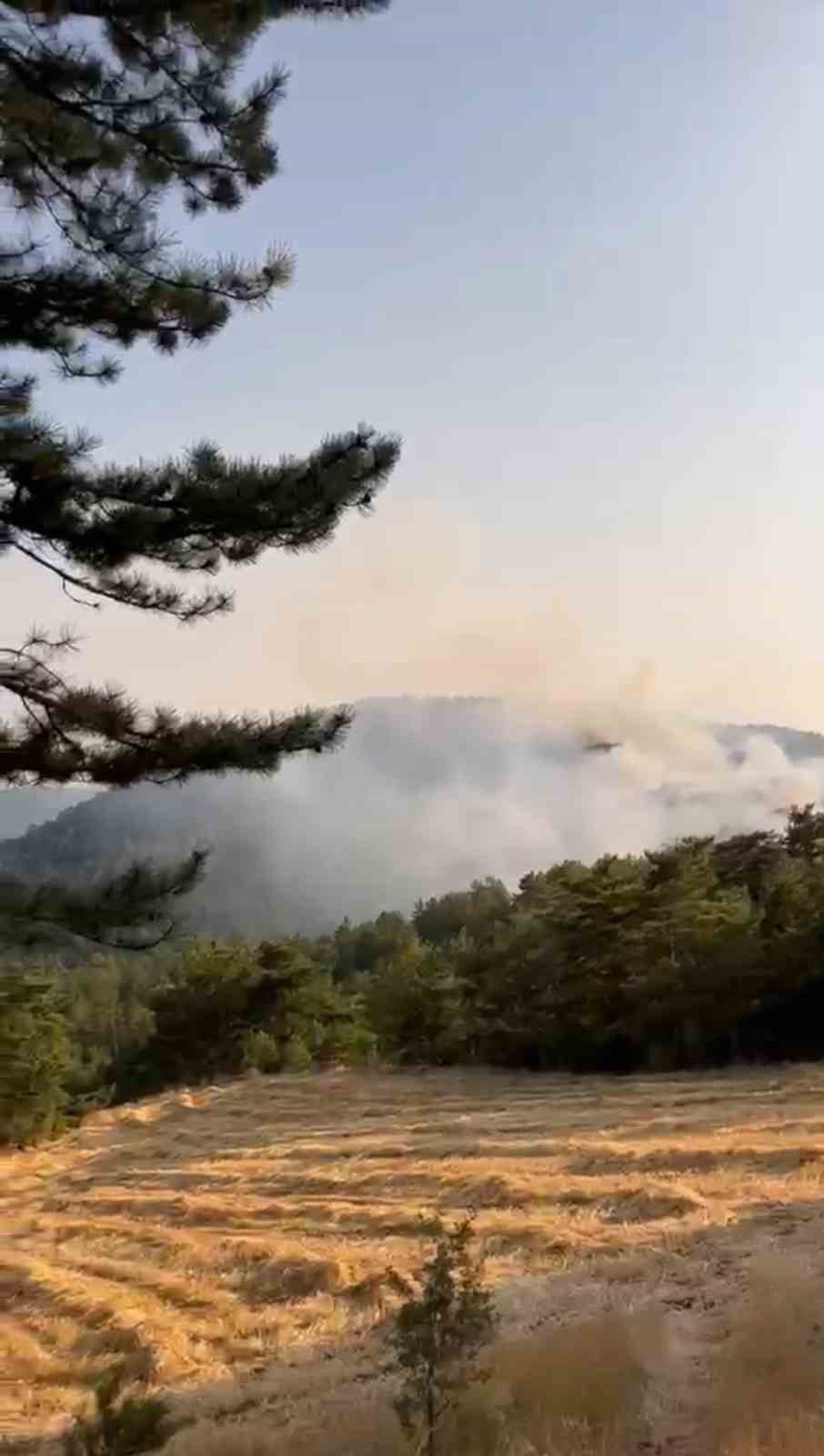 BOLU’DA ORMAN YANGINI