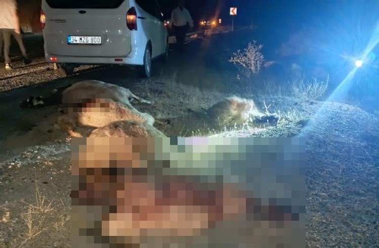 HAKKARİ-VAN YOLUNDA OTOMOBİL KOYUN SÜRÜSÜNE ÇARPTI: ÇOK SAYIDA KOYUN TELEF OLDU