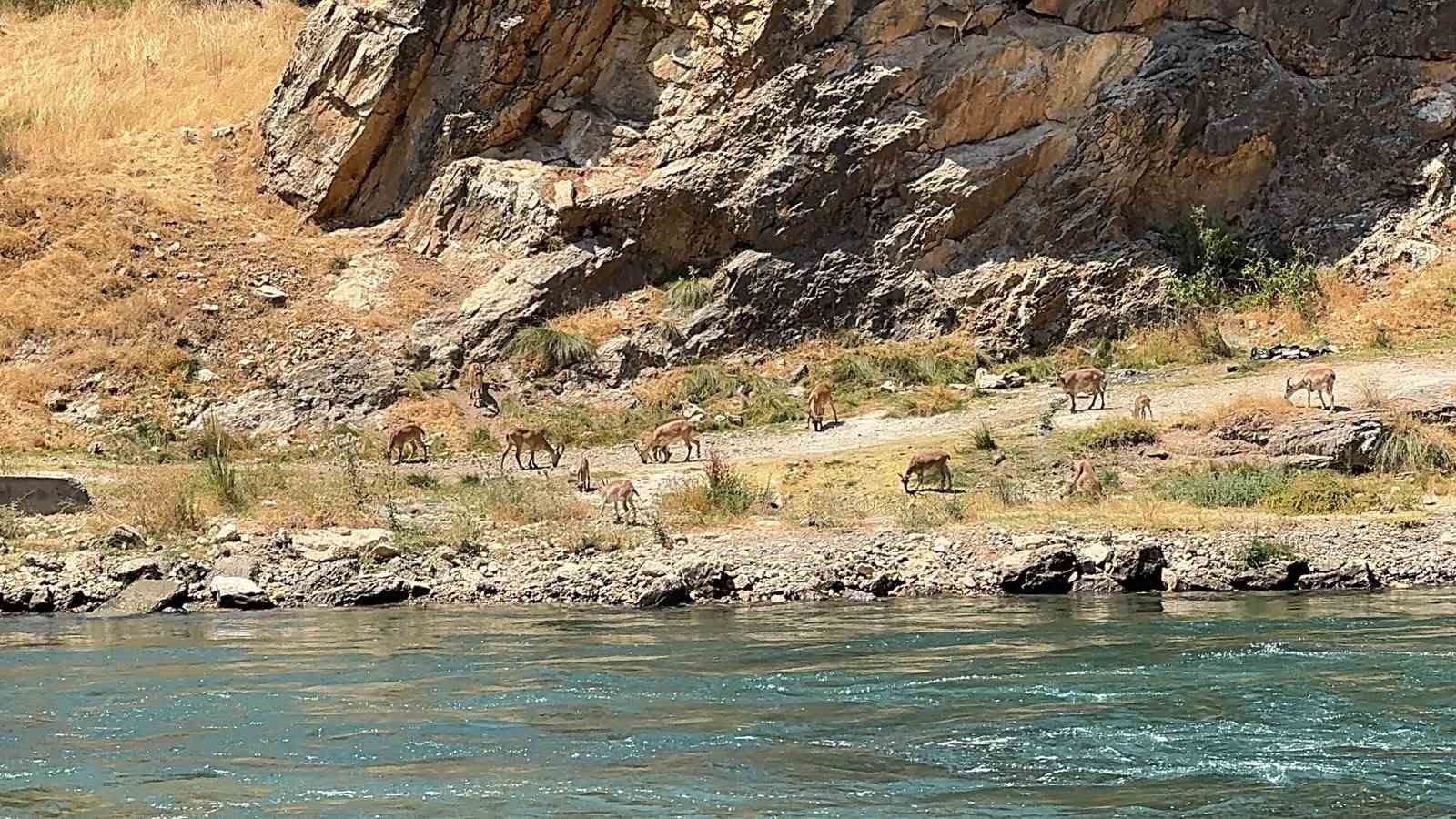 ELAZIĞ’DA DAĞ KEÇİLERİ SÜRÜ HALİNDE GÖRÜNTÜLENDİ