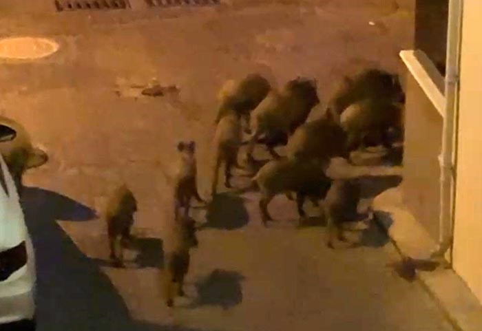KUŞADASI’NDA YABAN DOMUZLARI SÜRÜSÜ MAHALLE ARALARINDA GÖRÜNTÜLENDİ
