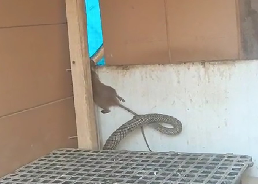 YILANIN FAREYİ YAKALADIĞI ANLAR KAMERADA