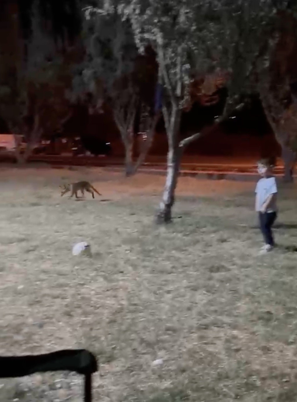 ÇANAKKALE’DE MİNİK ÇOCUĞUN TOPUNU TİLKİ BÖYLE ÇALDI