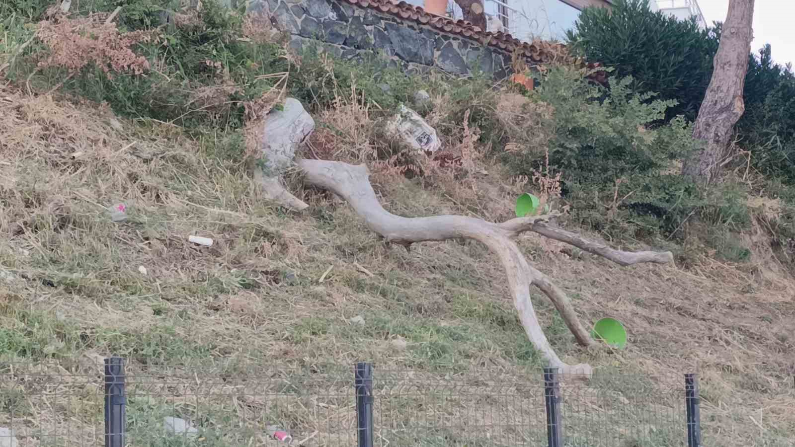 TEKİRDAĞ’DA POYRAZ AĞAÇLARI DEVİRDİ