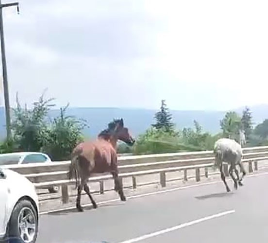 BAŞIBOŞ ATLAR TRAFİKTE ARAÇLARLA YARIŞTI