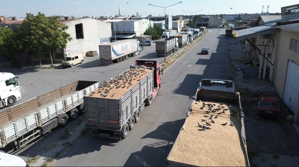 BUĞDAY PAZARINDA GÜVERCİNLER DE NASİBİNİ ALIYOR