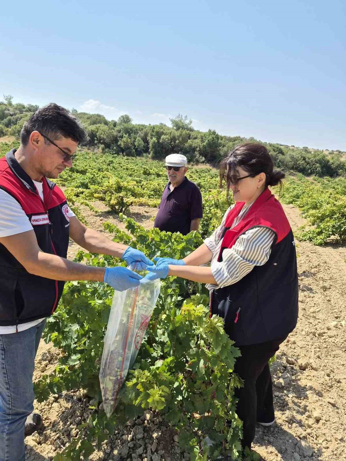 BEKİLLİ’DE ÜZÜM BAĞLARINDAN TEK TEK NUMUNE ALINIYOR