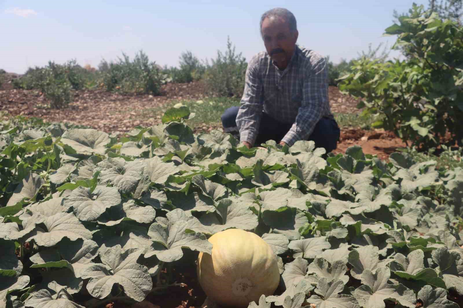 ASIRLIK TATLAR SOFRALARA GELMEYE BAŞLADI