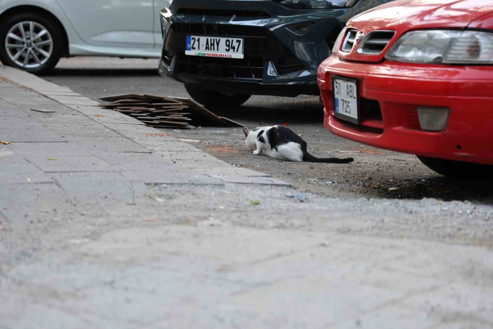 UZMANINDAN KRİTİK KUDUZ UYARISI: KEDİ TIRMALAMASIYLA DA BULAŞABİLİR