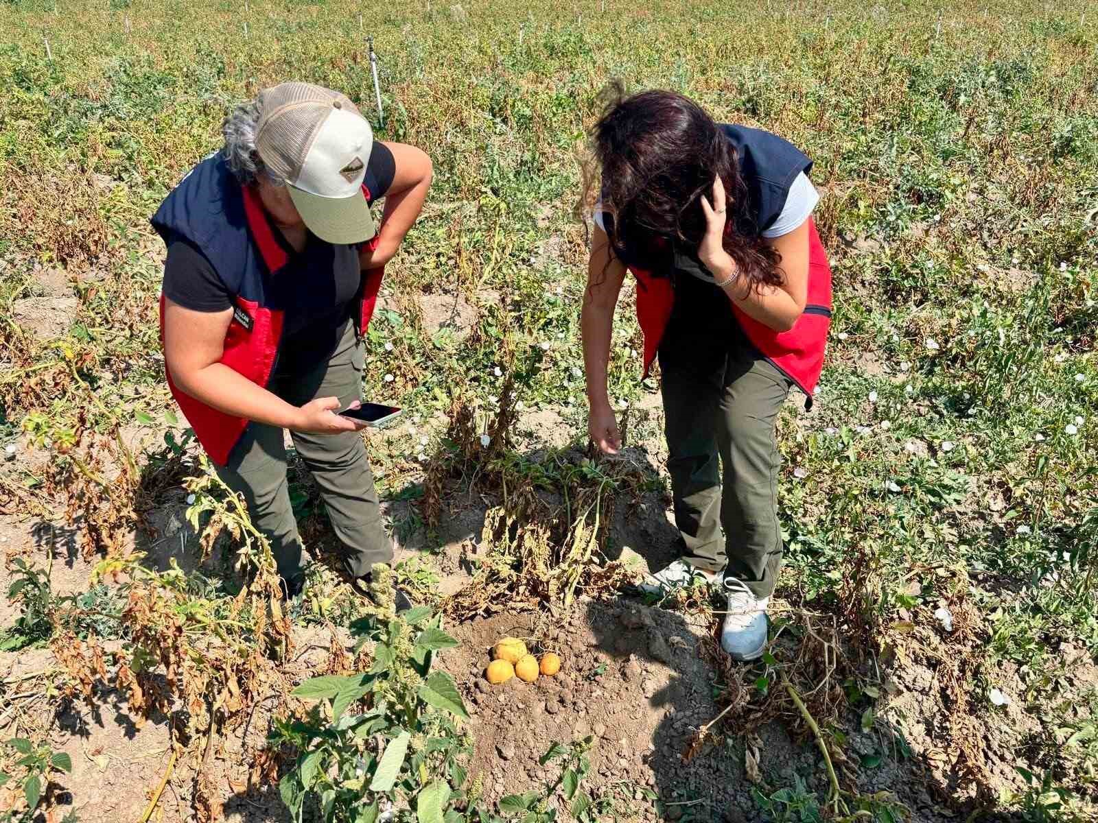 PATATES ÜRETİMİNDE VERİMİN ARTTIRILMASI İÇİN KONTROLLER SÜRÜYOR