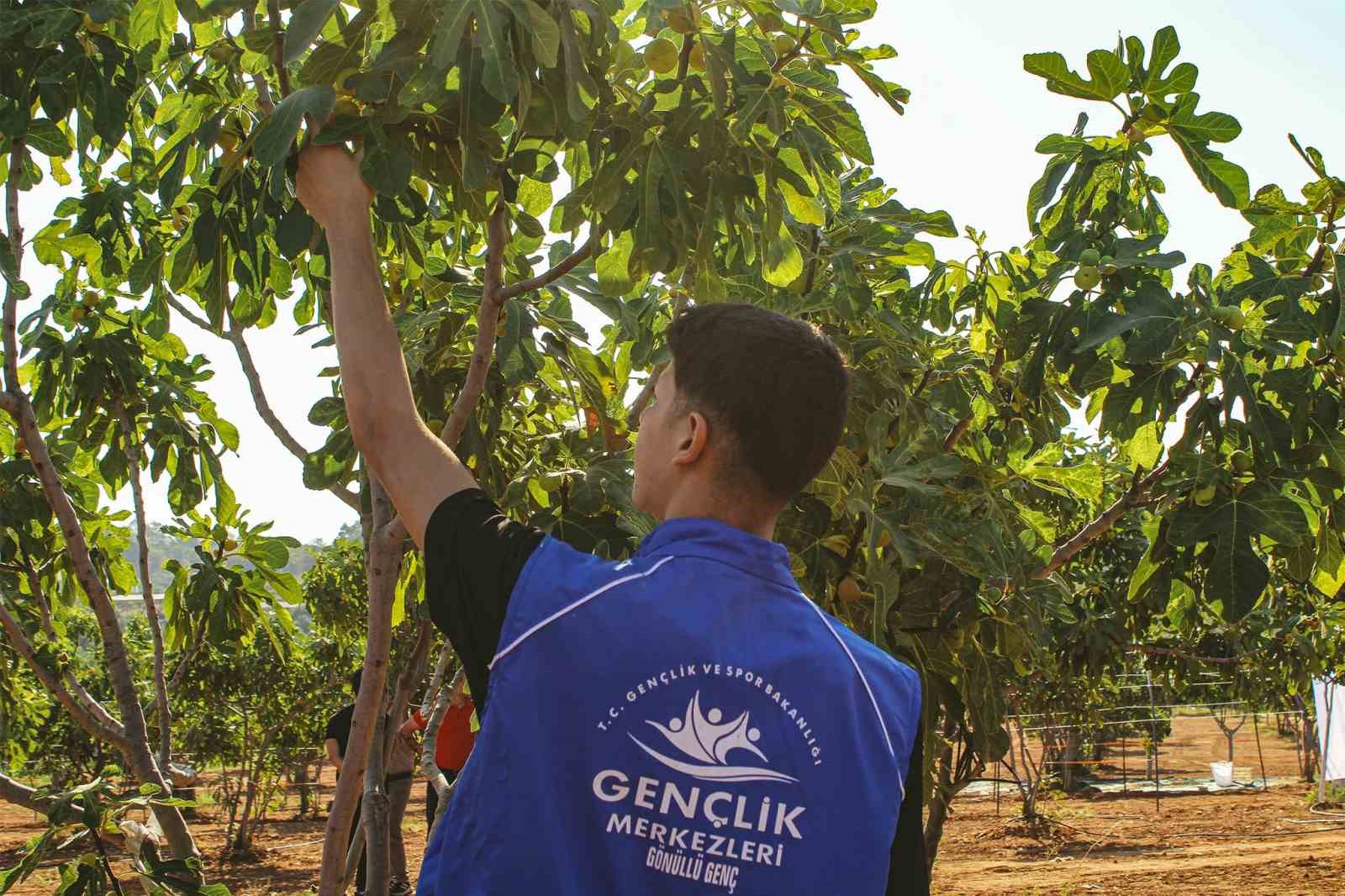 GERMENCİK’TE GÖNÜLLÜ GENÇLER İNCİR HASADINA KATILDI