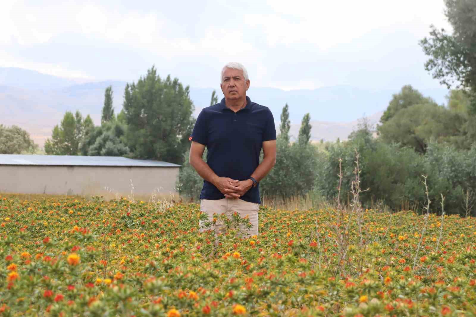 35 YIL KAMUDA ÇALIŞTI, EMEKLİ OLUNCA ASPİR EKİMİNE BAŞLADI
