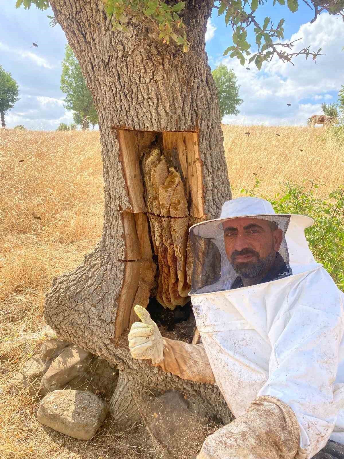 ARILARIN İZİNİ SÜRÜP AĞAÇLARIN İÇİNDEN BAL ÇIKARDILAR