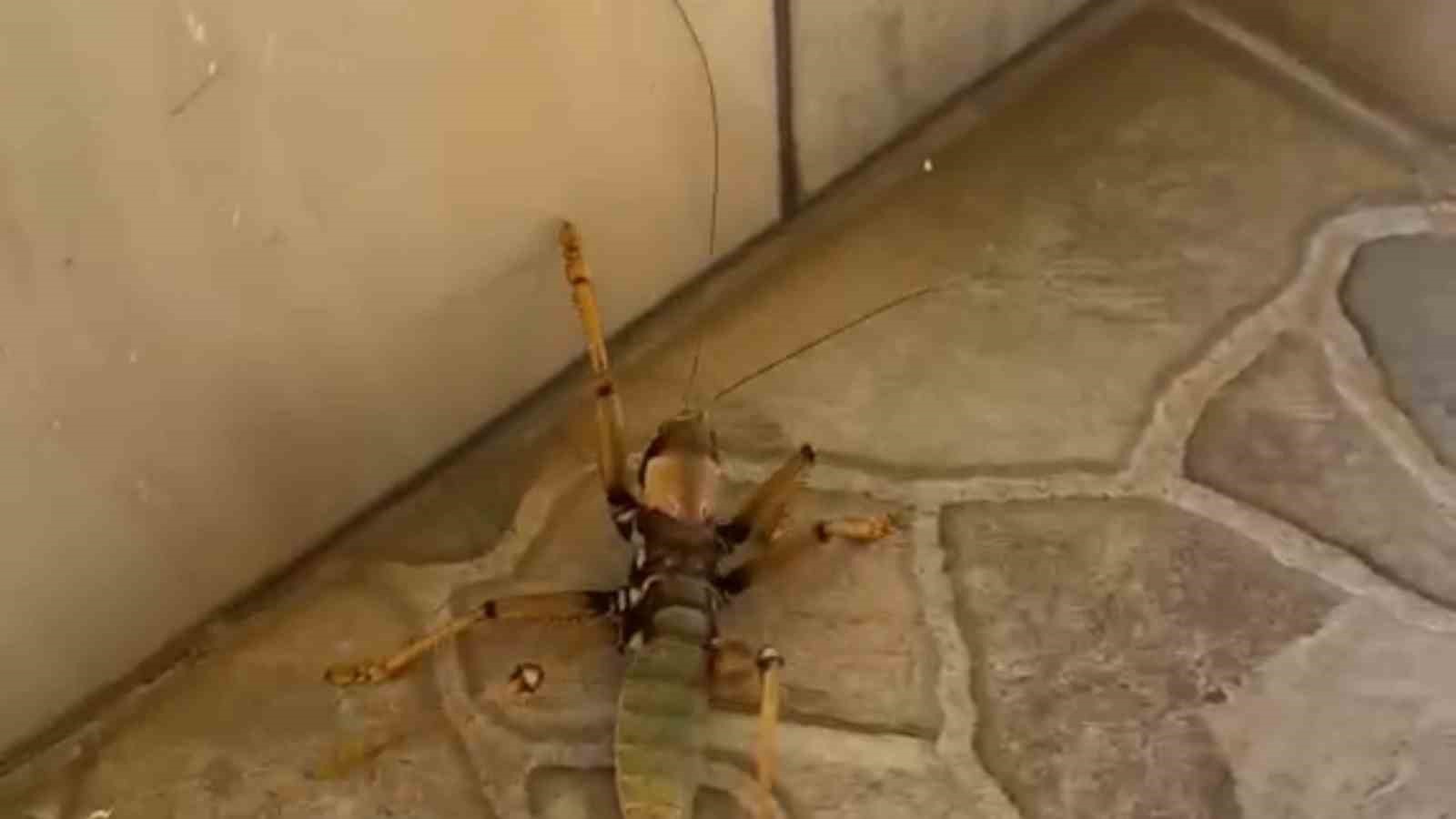 KEDİ, DEV ETÇİL ÇEKİRGEYLE FAREYLE OYNAR GİBİ OYNADI