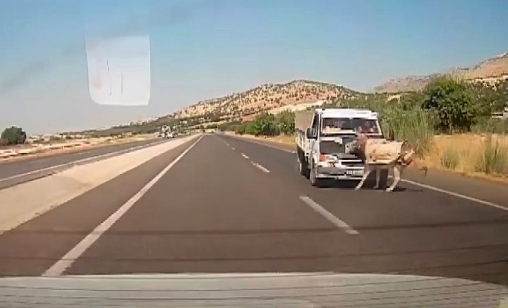 KAMYONETİN ÇARPTIĞI EŞEK METRELERCE HAVAYA FIRLADI