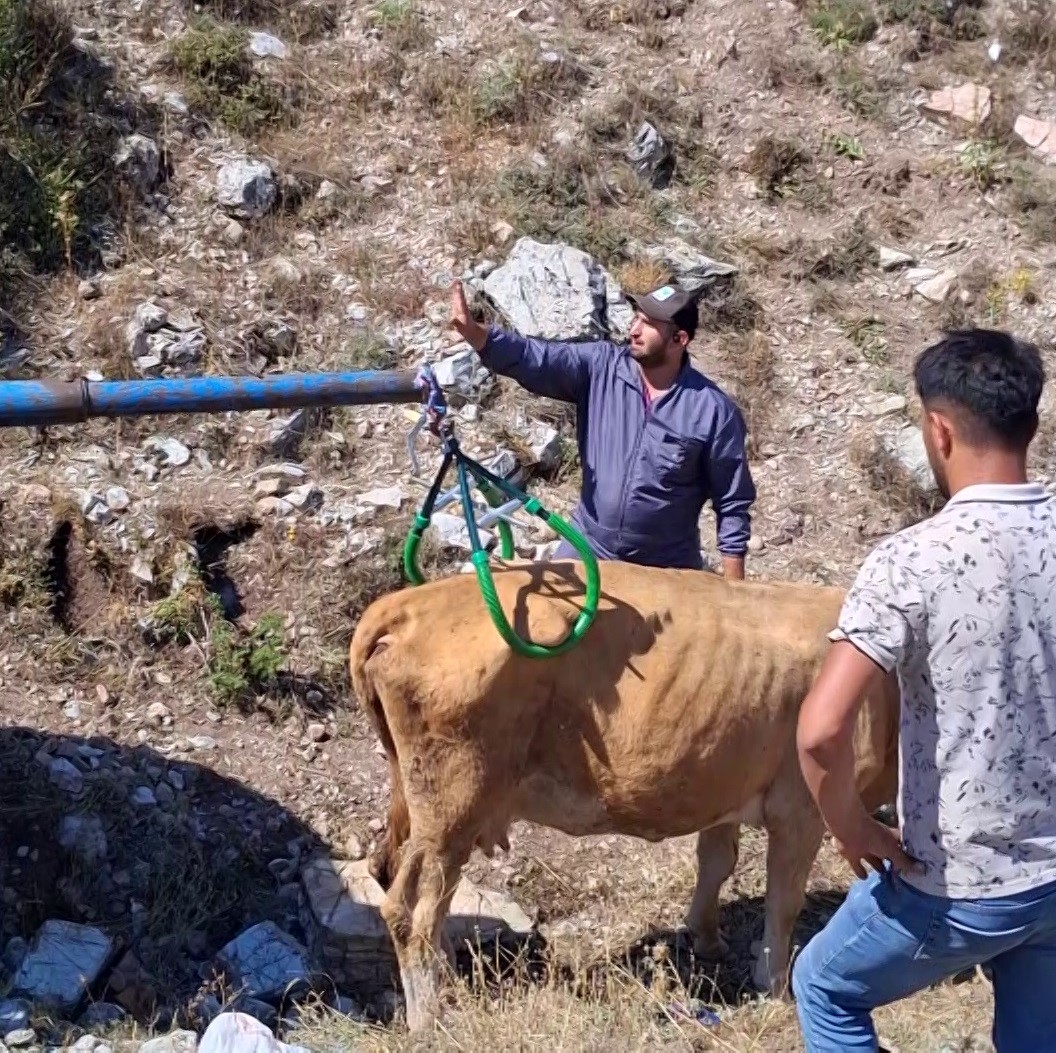 ÇUKURA DÜŞEN HAMİLE İNEĞİ ÖNCE SERİNLETTİ, SONRA KURTARDI
