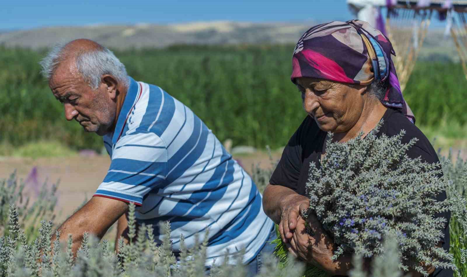 UMUTLA YETİŞTİRDİ, GÖZYAŞLARIYLA ANLATTI: YAŞLI ÇİFTİN LAVANTA BAHÇESİNDEKİ HÜZÜNLÜ BEKLEYİŞİ