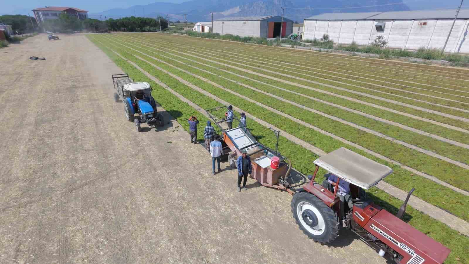 ÜZÜM ÜRETİCİSİNİ FİRE KORKUSU SARDI