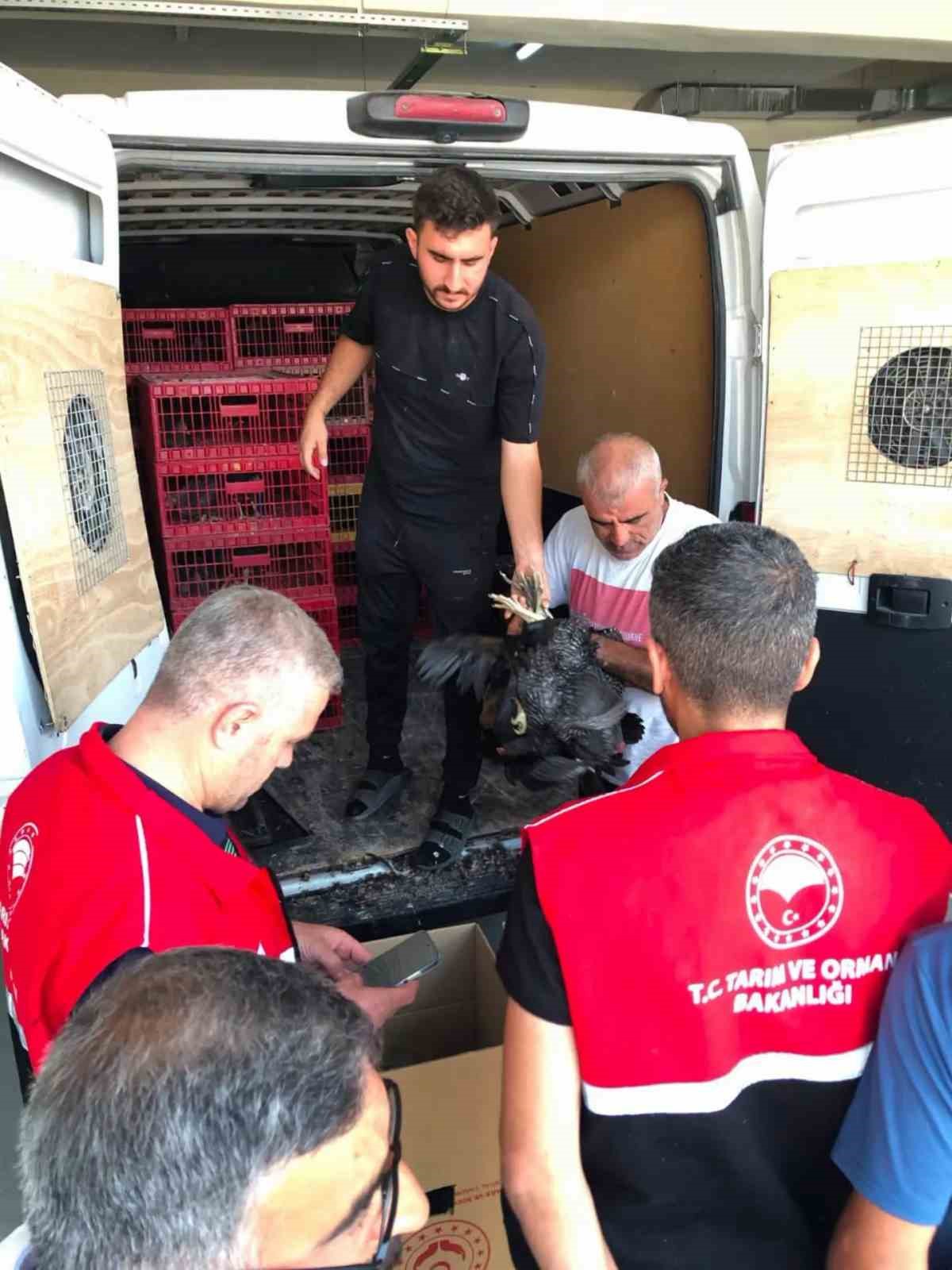 ÇELİKHAN’DA 20 AİLEYE 440 KÜMES HAYVANI DAĞITILDI