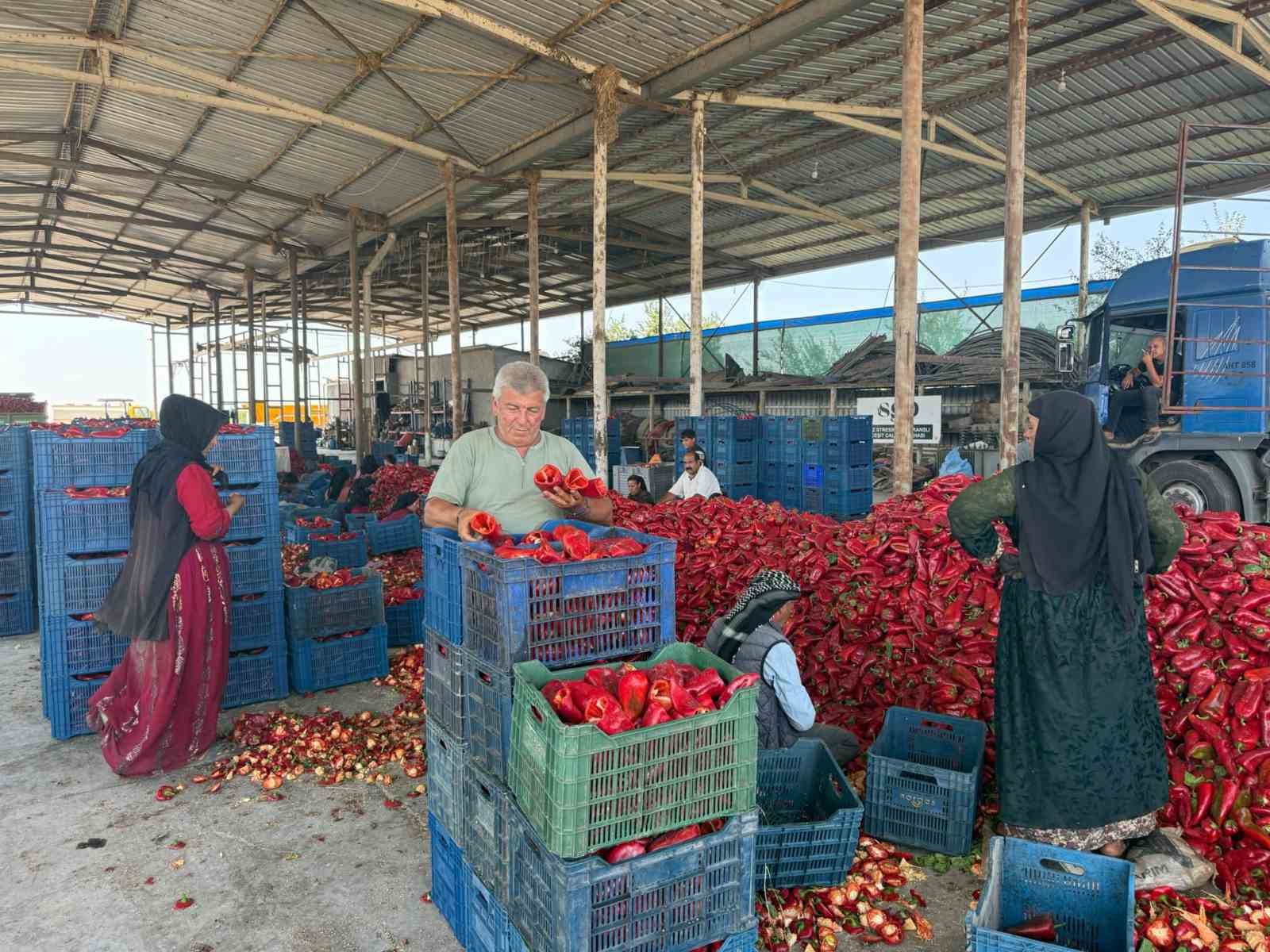 KAPYA BİBERDE FABRİKALARIN FİYAT DÜŞÜRMEK İÇİN ÜRÜN ALIMINI GECİKTİRDİĞİ İDDİASI