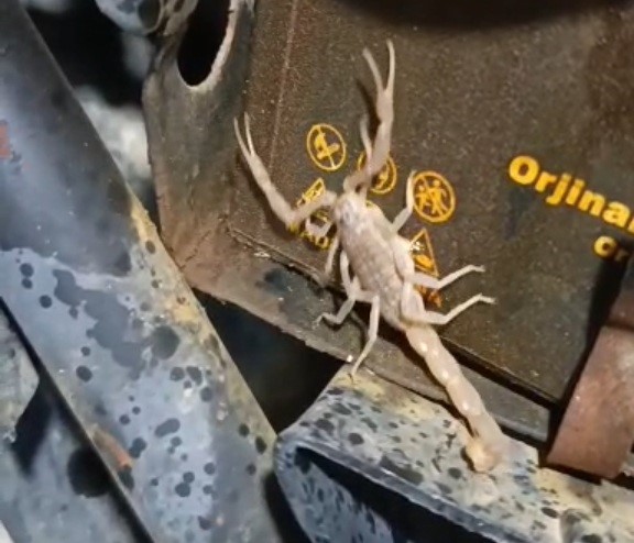 MOTOSİKLETİN MOTORUNDAN AKREP ÇIKTI