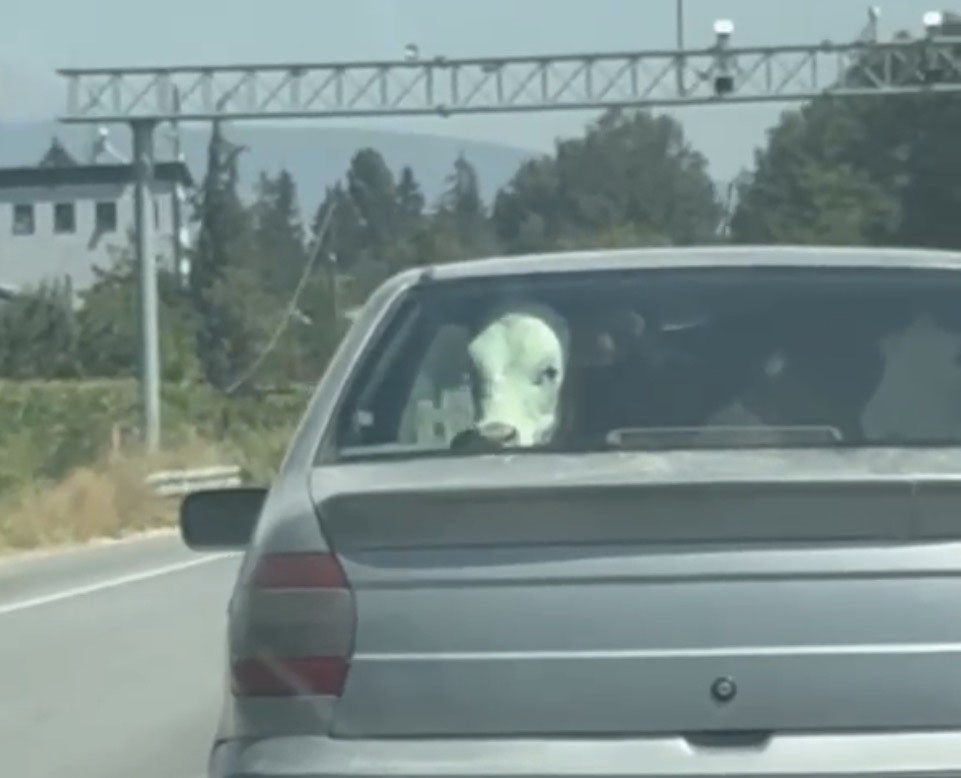 BOLU’DA İLGİNÇ ANLAR: BUZAĞININ OTOMOBİL YOLCULUĞU KAMERADA