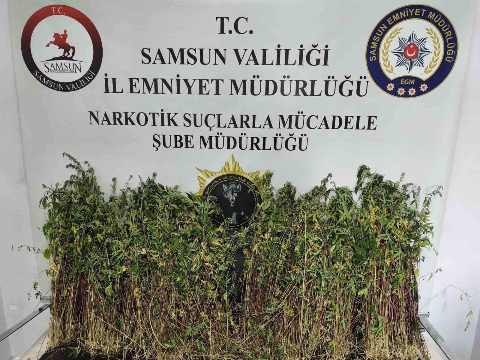 BAFRA’DA BİN 655 KÖK KENEVİR ELE GEÇİRİLDİ
