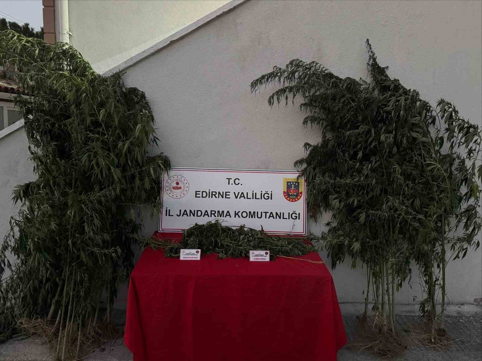 EDİRNE’DE 52 KÖK KENEVİR VE 1 KİLO 310 GRAM ESRAR ELE GEÇİRİLDİ: KENEVİRLERİ SULARKEN SUÇÜSTÜ YAKALANDI