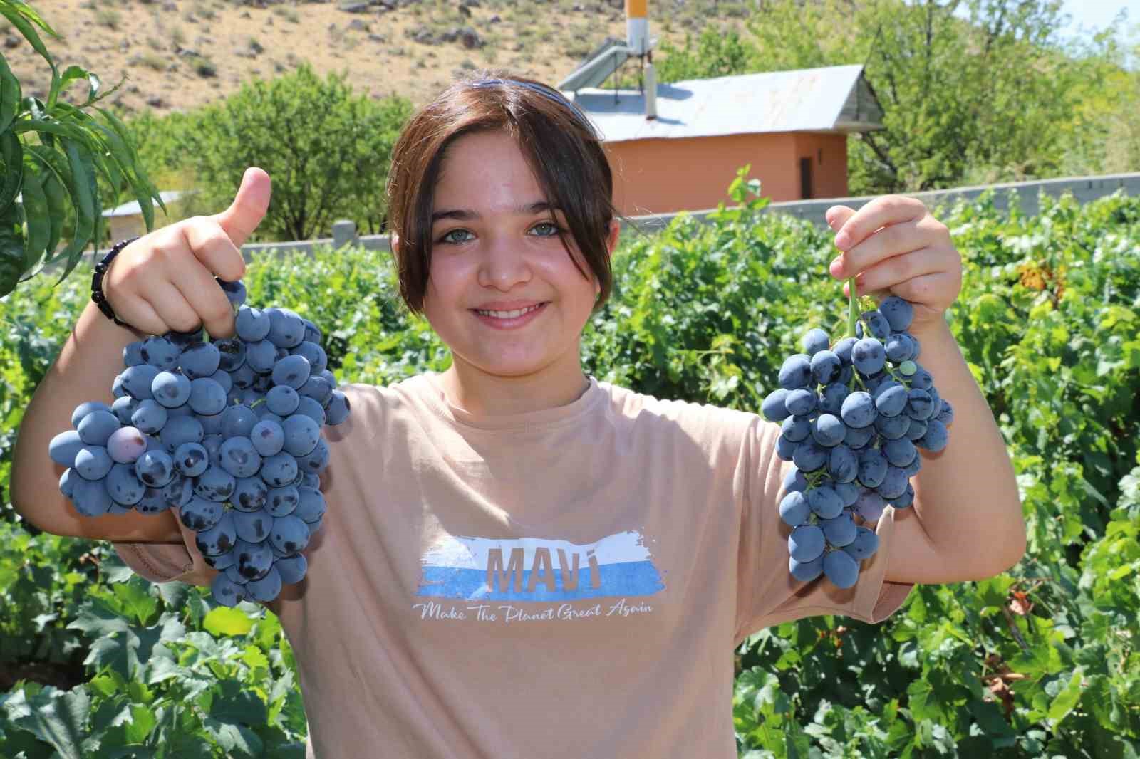 CİMİN ÜZÜMÜ’NDE HASAT HEYECANI BAŞLADI