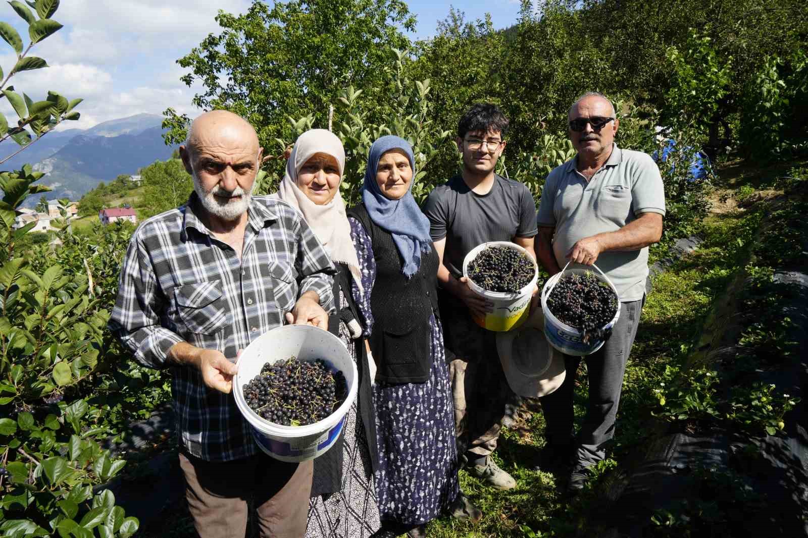 GÜMÜŞHANE’DE ARONYA BEREKETİ: 75 TON REKOLTE BEKLENİYOR