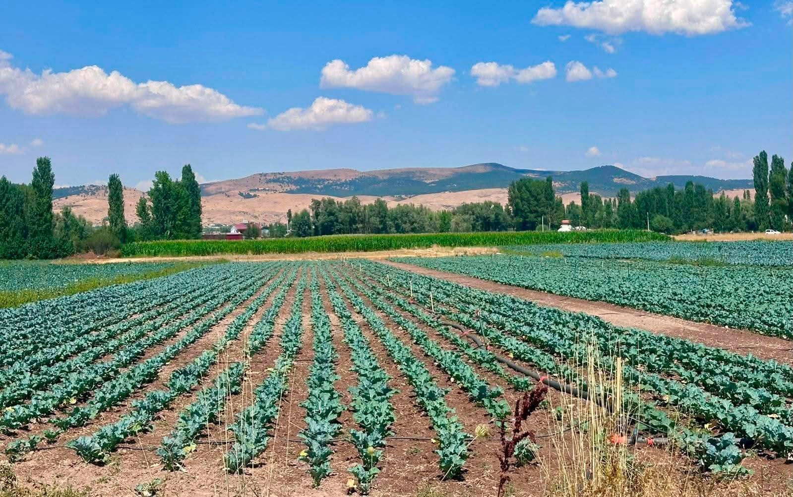 SİNANPAŞA’DA BROKOLİ ÜRETİM ALANLARINDA TARLA KONTROLLERİ GERÇEKLEŞTİRİLDİ