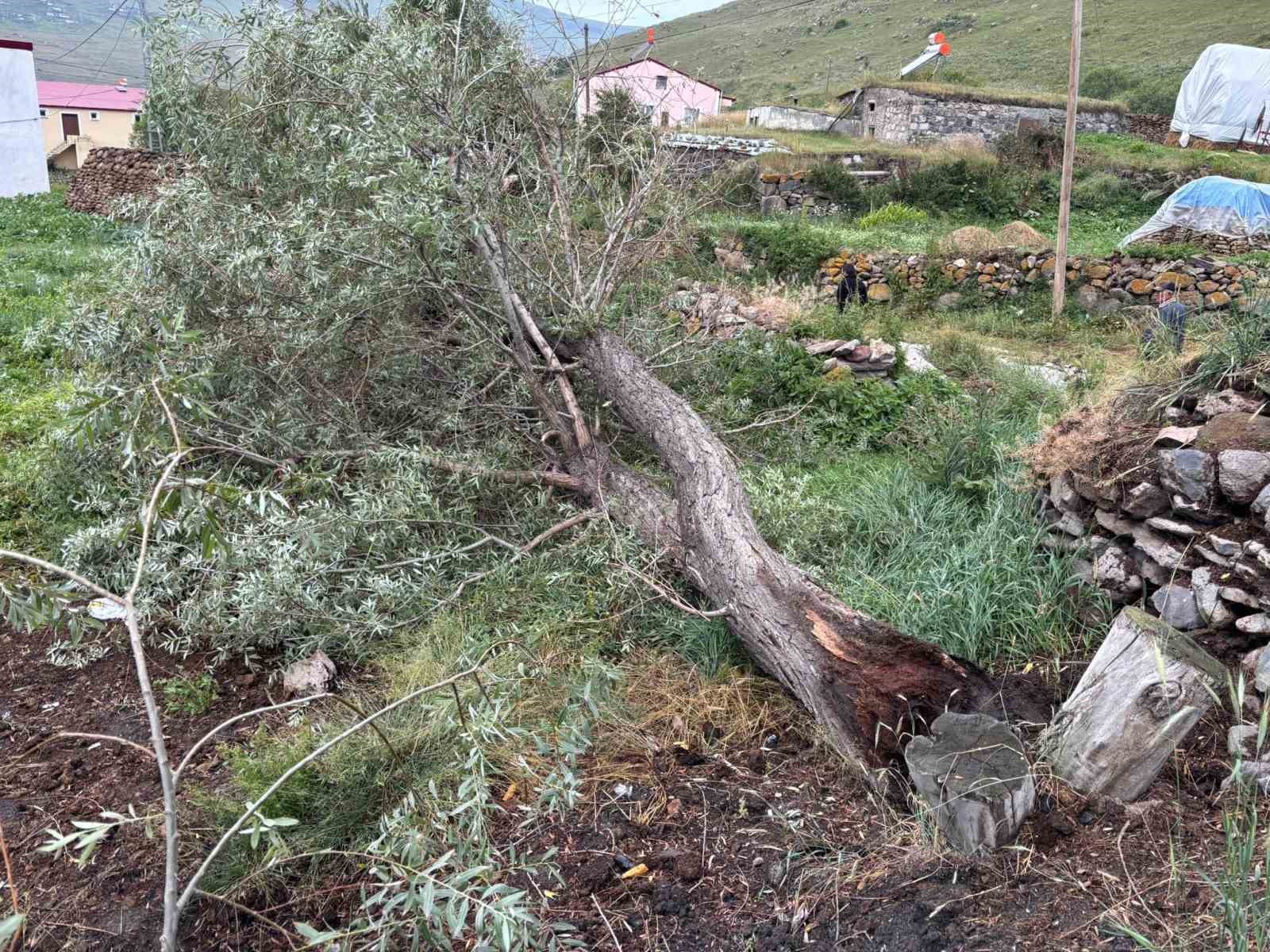 ARDAHAN’DA ŞİDDETLİ FIRTINA AĞAÇLARI KÖKÜNDEN SÖKTÜ