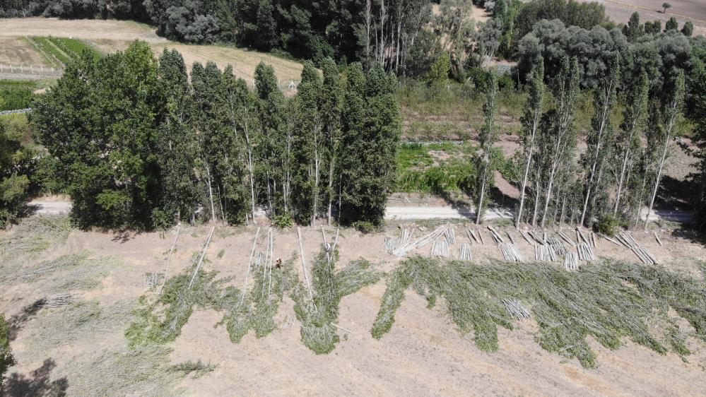 SORGUN BELENCUMAFAKILI’DA KAVAK AĞACI KESİMİ GELENEĞİ SÜRÜYOR