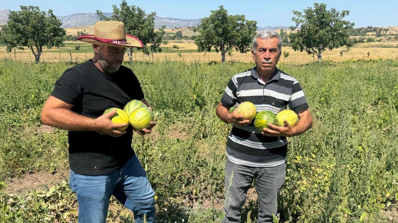 ÇEVREDE ‘YER MUZU’ ADIYLA BİLİNEN ‘ BAĞRIBÜTÜN’ KAVUNUNDA HASAT DÖNEMİ BAŞLADI