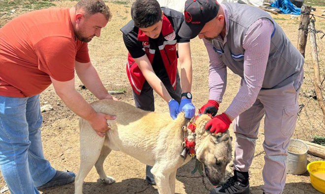 HAYVANINI TERK EDENE 108 BİN LİRA PARA CEZASI UYGULANACAK