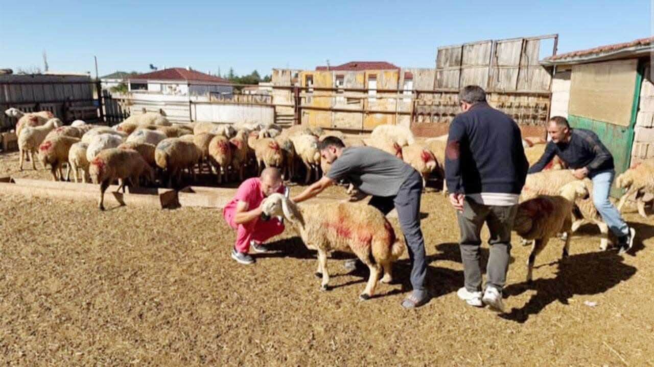 ÇANDIR VE BOĞAZLIYAN’DA KÜÇÜKBAŞ HAYVANLARA SAĞLIK TARAMASI