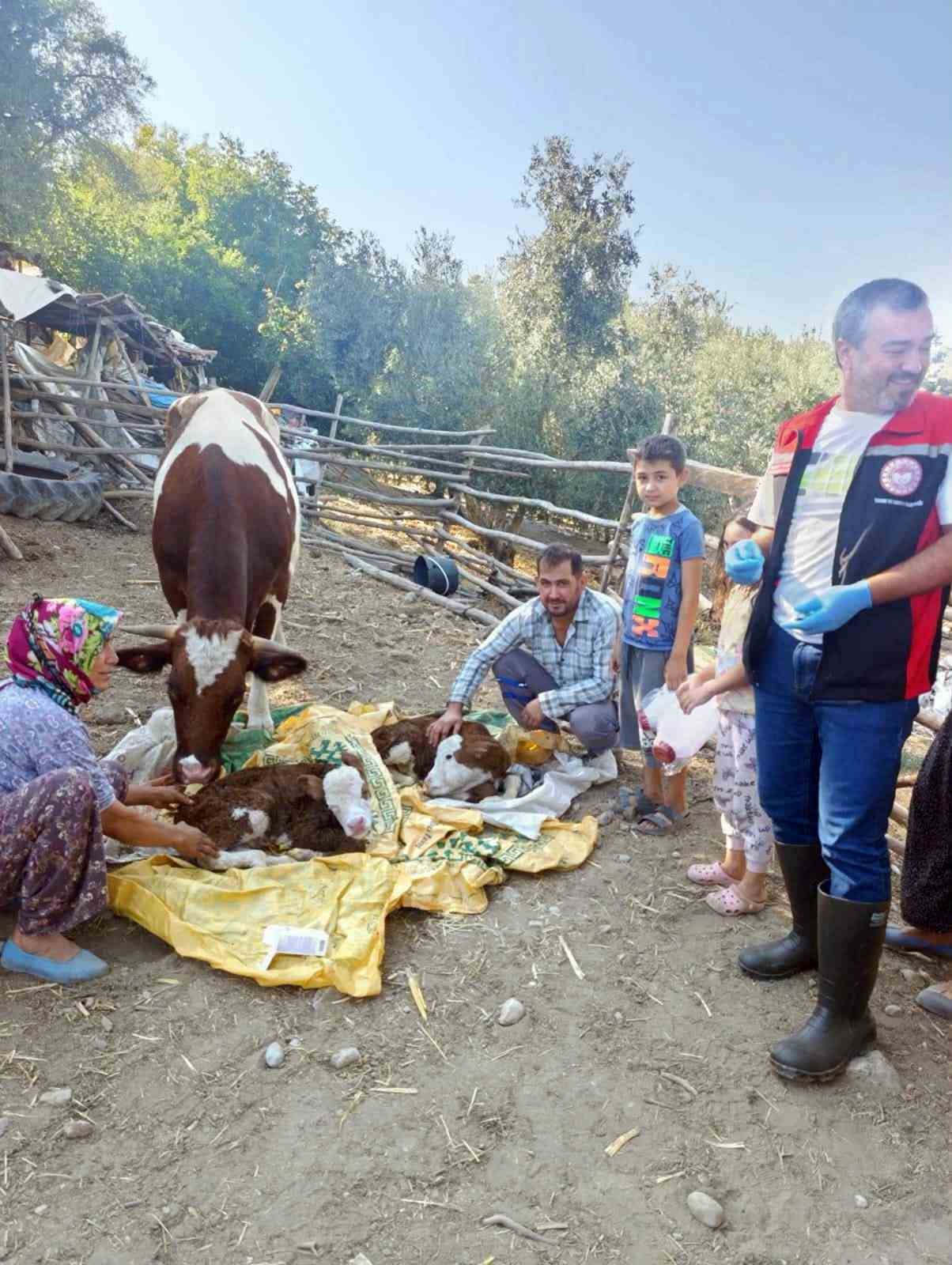 MUĞLA’DA YENİ DOĞAN BUZAĞILAR İÇİN SEFERBERLİK