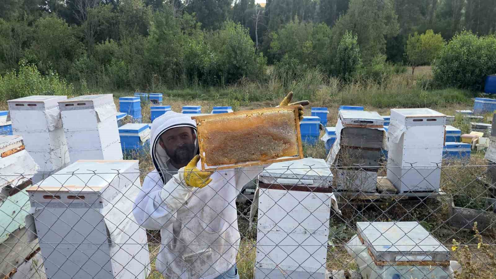 HOBİ OLARAK 3 KOVANLA BAŞLADI, ŞİMDİ 250 ARI KOVANI VAR