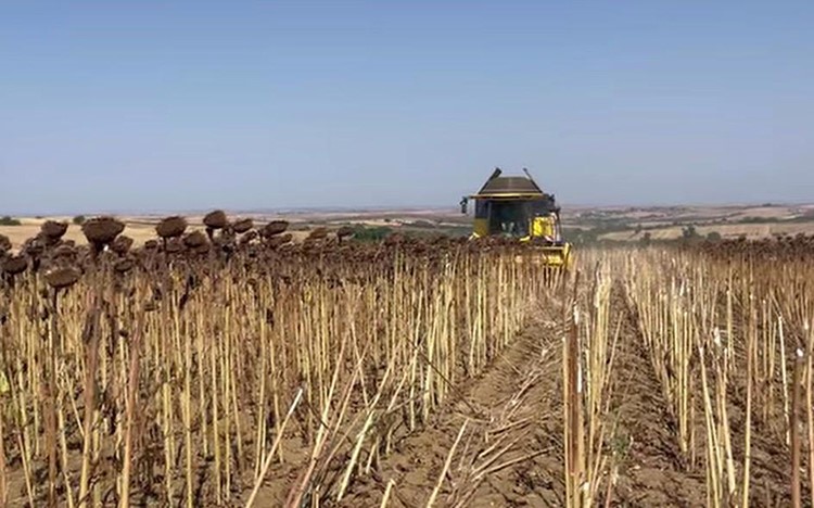 HAYRABOLU’DA AYÇİÇEĞİ TARLALARINDA HASAT ZAMANI