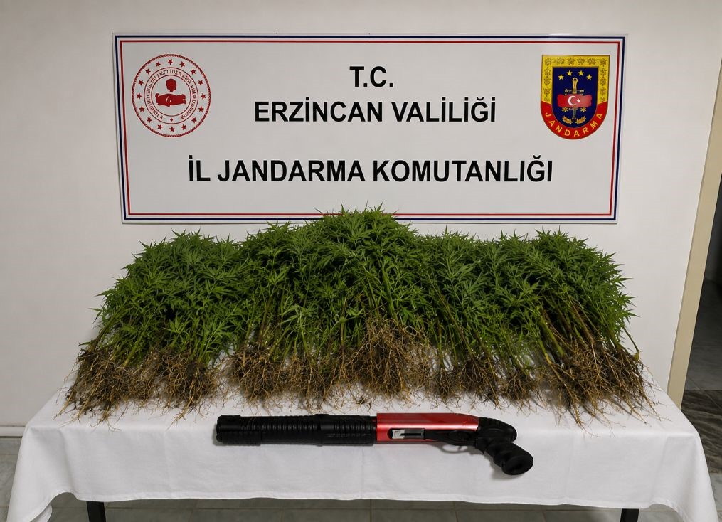 TERCAN’DA UYUŞTURUCU OPERASYONUNDA 174 KÖK KENEVİR ELE GEÇİRİLDİ